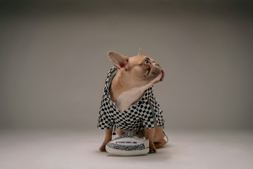 Premium French Bulldog Food