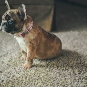 French Bulldog Health Check Package