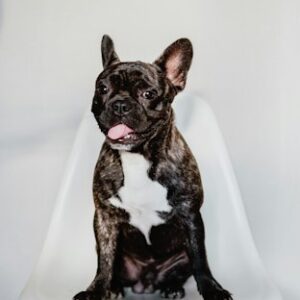 French Bulldog Adoption Certificate