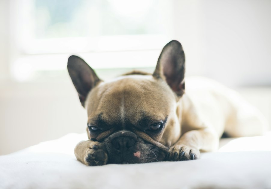 Choosing the Right Home for Your Puppy