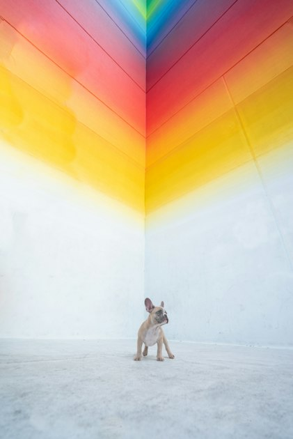 Health Benefits of French Bulldogs