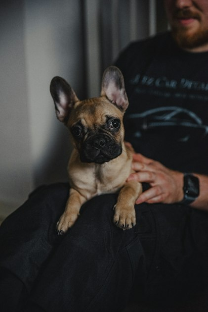 Understanding French Bulldog Temperament