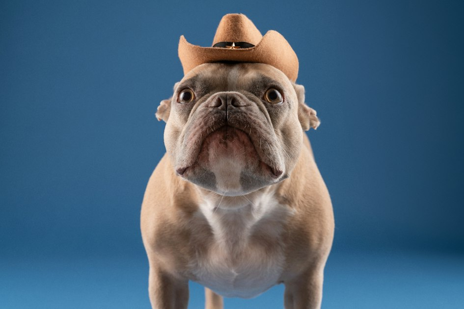 Nutrition Tips for French Bulldogs