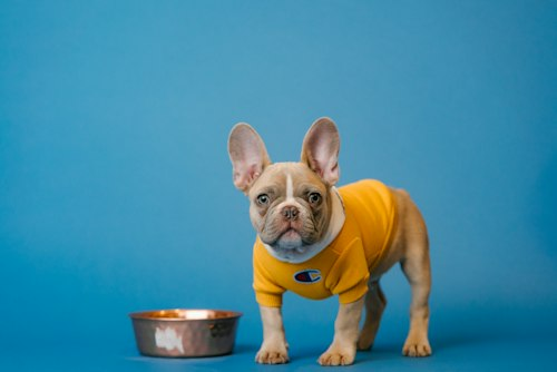 French Bulldog Training Guide
