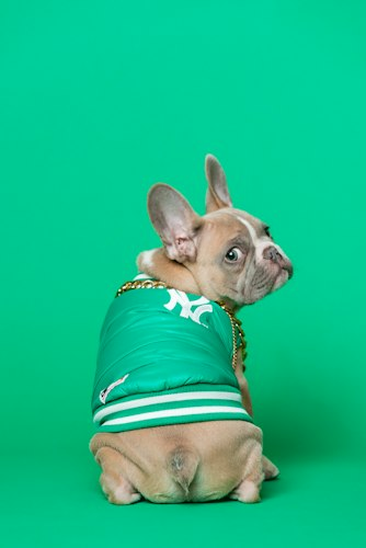 French Bulldog Toys Bundle