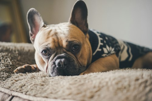 French Bulldog Breed Information Booklet