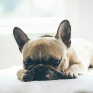 French Bulldog Leash Set