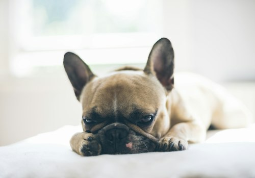 French Bulldog Leash Set
