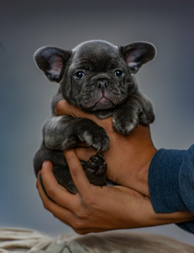 Healthy French Bulldog Puppy
